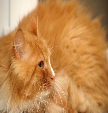 Hairballs: Top 3 Reasons Why They Won’t Stop