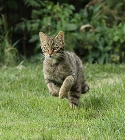 TNR – What It Is – And Why We Support It