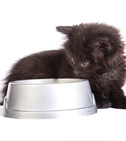 Transitioning Your Cat To A Wet Food Diet