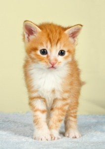 Best Medicine For Cats