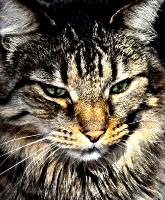 How To Fix A Cat Cold The Right Way