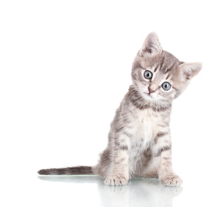 How To Introduce A New Cat Into Your Home