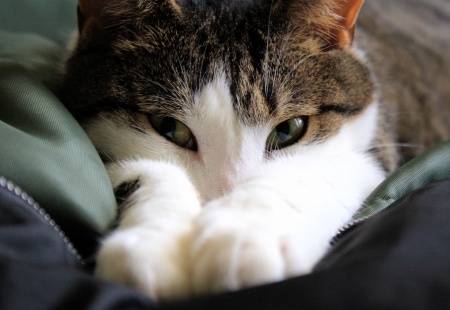 Why Do Cats ‘Smurgle’?