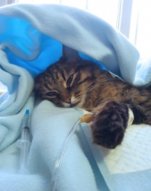 Renal Failure / Kidney Failure in Cats