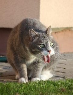 Cat Vomiting – Is It Normal?