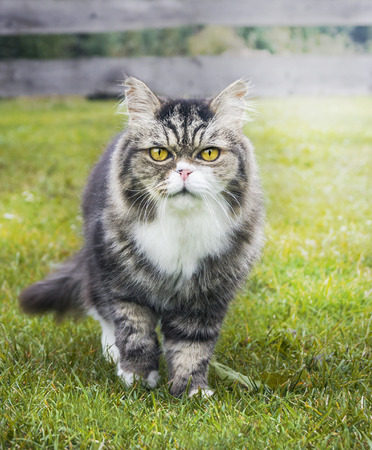 How To Fix Cat Arthritis In 2 Easy Steps