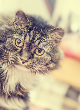 Do Older Cats Need Less Protein?
