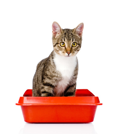 3 Tips On Choosing The Right Cat Litter