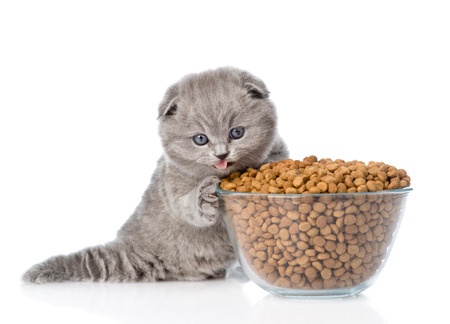 Is Dry Food Bad For Cats? The Skinny On Kibble.