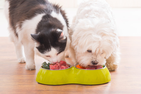 The War On Pet Food: Can The Fresh Food Movement Survive?