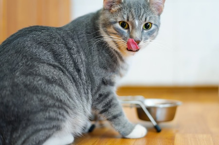 WATCH: Healthy Cat Food Recipe #1