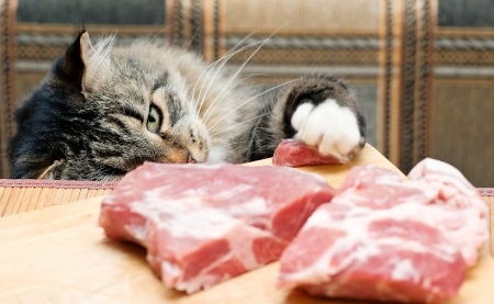 Homemade Raw Diet For Cats – Here We Go!