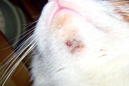Cat With Chin Acne?