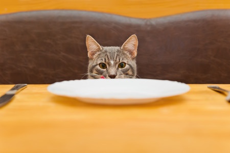 WATCH: Healthy Cat Food Recipe #2