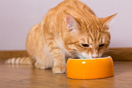 WATCH: EASY Cat Food Recipe #3