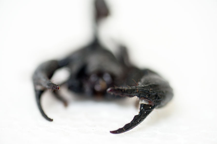 This Natural Formula Kills Fleas, Ticks, Ants and SOME Scorpions!