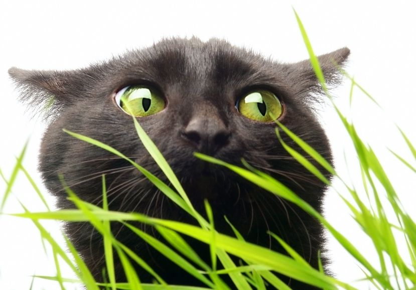 CBD For Cats – Is It Working?