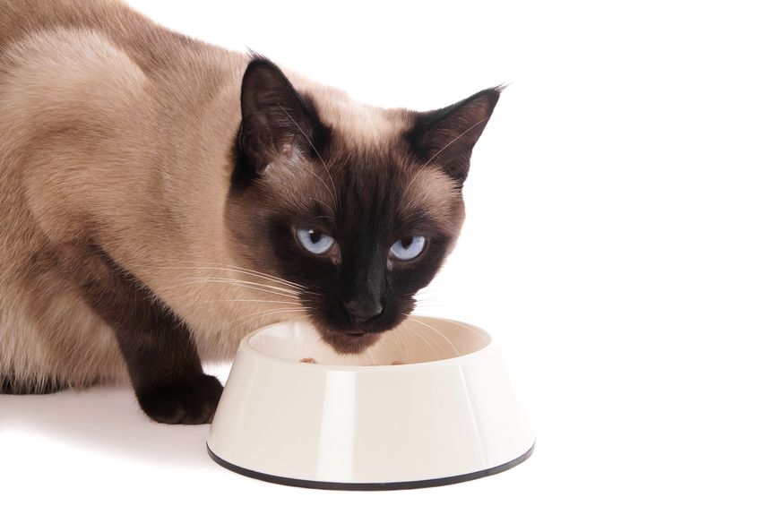 How To Feed Your Cat The Best Diet On A Tight Budget