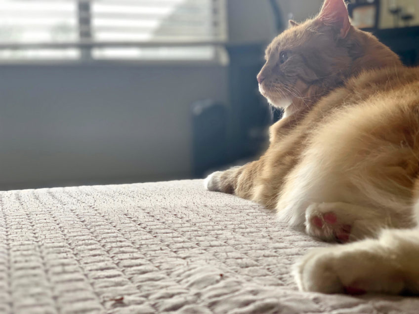 Why This Calming Formula Rocks Our World!