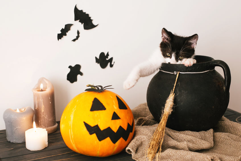 Halloween Tips And Tricks For Tails
