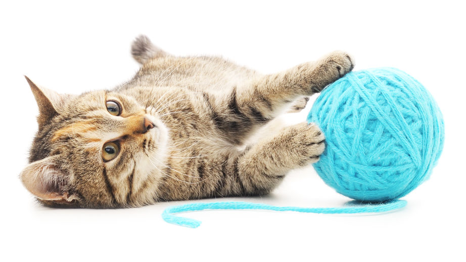 3 Tips For Exercising Your Cat