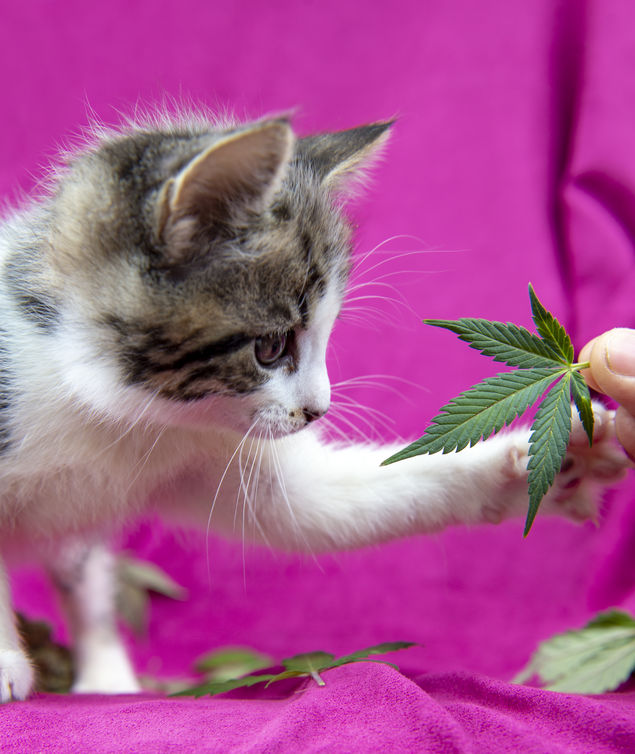 How To Give CBD To Cats