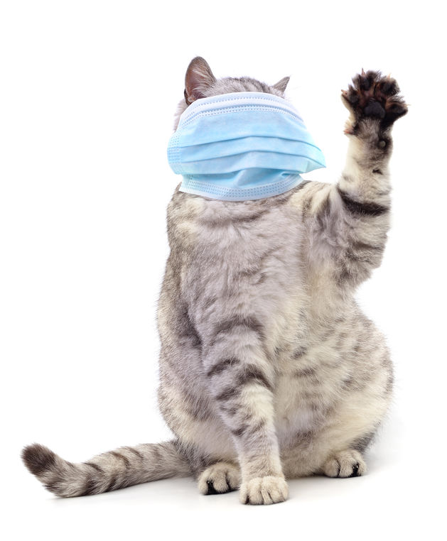 Can Your Cat Catch COVID-19?