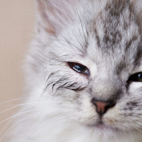 A new natural way to treat Skin Problems In Cats