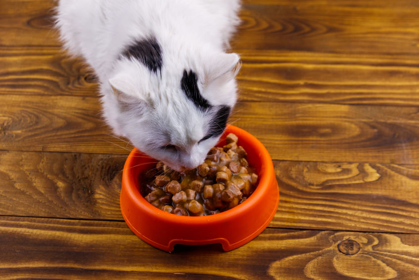 A Known Carcinogen In Cat Food That Is Still Used