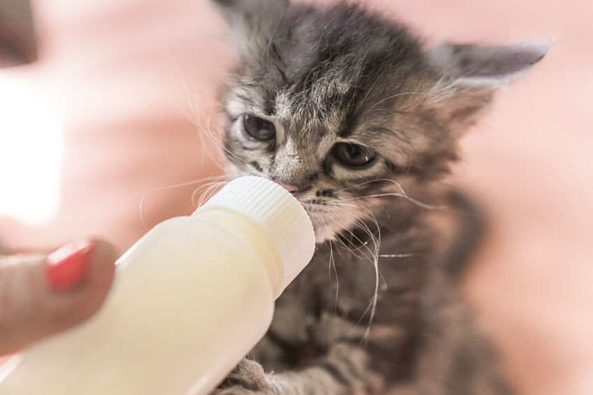 Giving Kittens Milk