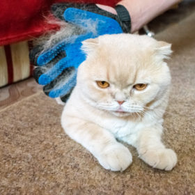 If your cat has dandruff you will want to look at the overall health of your cat