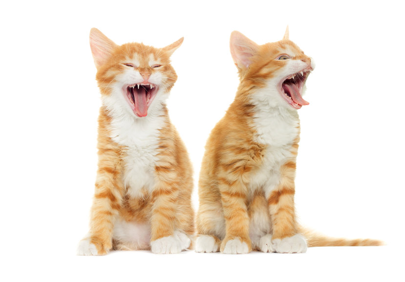 Tips For Keeping Your Cat’s Teeth Healthy!