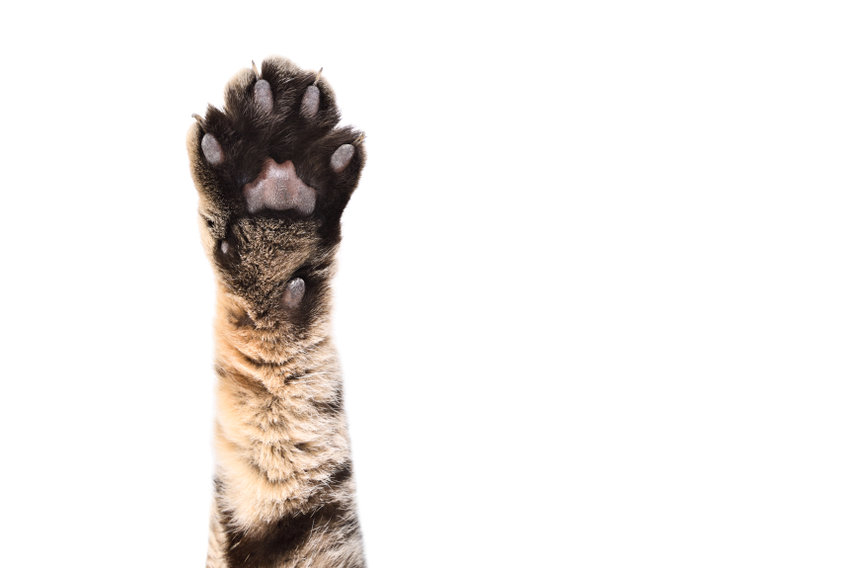 Your Cat’s Paw Pads Absorb Everything!