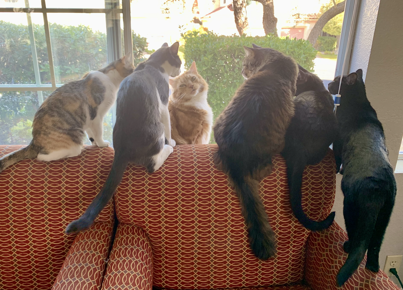 What Two Crazy Cat Ladies Feed Their Cats