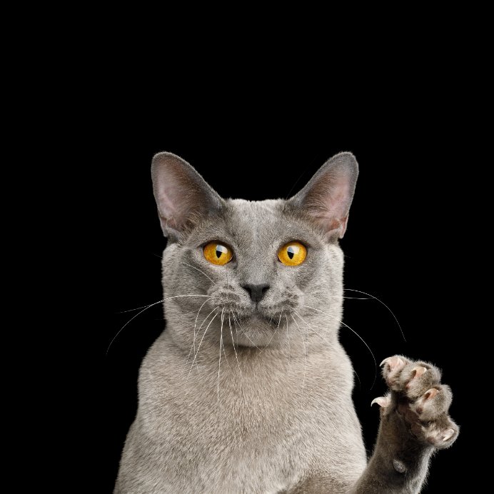 Is Cat Scratch Fever Real?