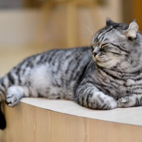 Coccidia is a parasitic infection that commonly affects cats. This condition is caused by a single-celled organism known as coccidia. In cats, coccidia is most commonly associated with gastrointestinal problems. In this guide, we will discuss the symptoms, causes, and natural treatments for coccidia in cats.