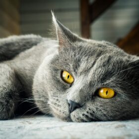 Giardia can cause a range of symptoms, including diarrhea, vomiting, and weight loss, and it can be challenging to diagnose and treat. In this guide, we will provide an overview of Giardia in cats, including its symptoms, causes, and natural treatments.