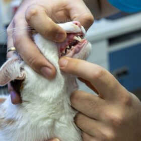 If untreated, periodontitis can cause pain and tooth loss. In this guide, we will explore some natural remedies for periodontitis in cats.