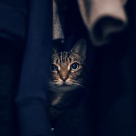 Tapeworms are a common type of internal parasite that affects cats. They are long, flat worms that can reach up to several inches in length and can reside in a cat's small intestine. These parasites can cause several symptoms in cats, including weight loss, lethargy, and digestive issues. In this pillar page, we will discuss the causes, symptoms, and natural treatments for tapeworms in cats.