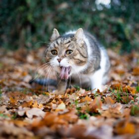 Contrary to popular opinion, vomiting in cats is not normal. In this guide, we'll discuss causes and natural treatments for vomiting in cats.