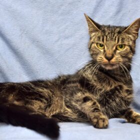 Pythorax is a serious medical condition. In this guide, we will discuss the symptoms, causes, and natural remedies for Pyothorax in cats.