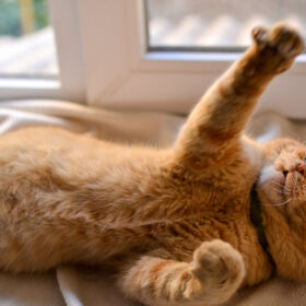 Playing With Your Cat on a regular basis just isn't always possible. However, it should be an important part of our daily or weekly routine. Here is why playing is crucial enrichment for cats