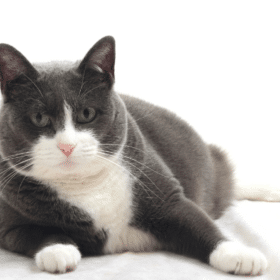 Obesity in cats that live indoors has become an epidemic. This guide gives natural ways to help cats lose weight and avoid feline diabetes.