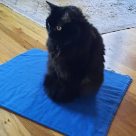 Colour therapy of blue with IIiana the cat