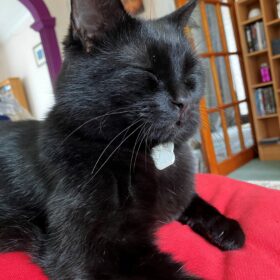 Leo, Julie-Anne's cat, enjoys the red colour therapy due to his anxiety issues.