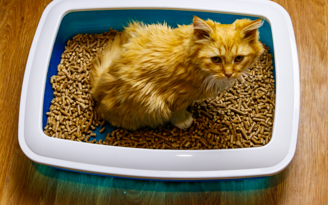 How To Avoid Another Urinary Blockage In Cats