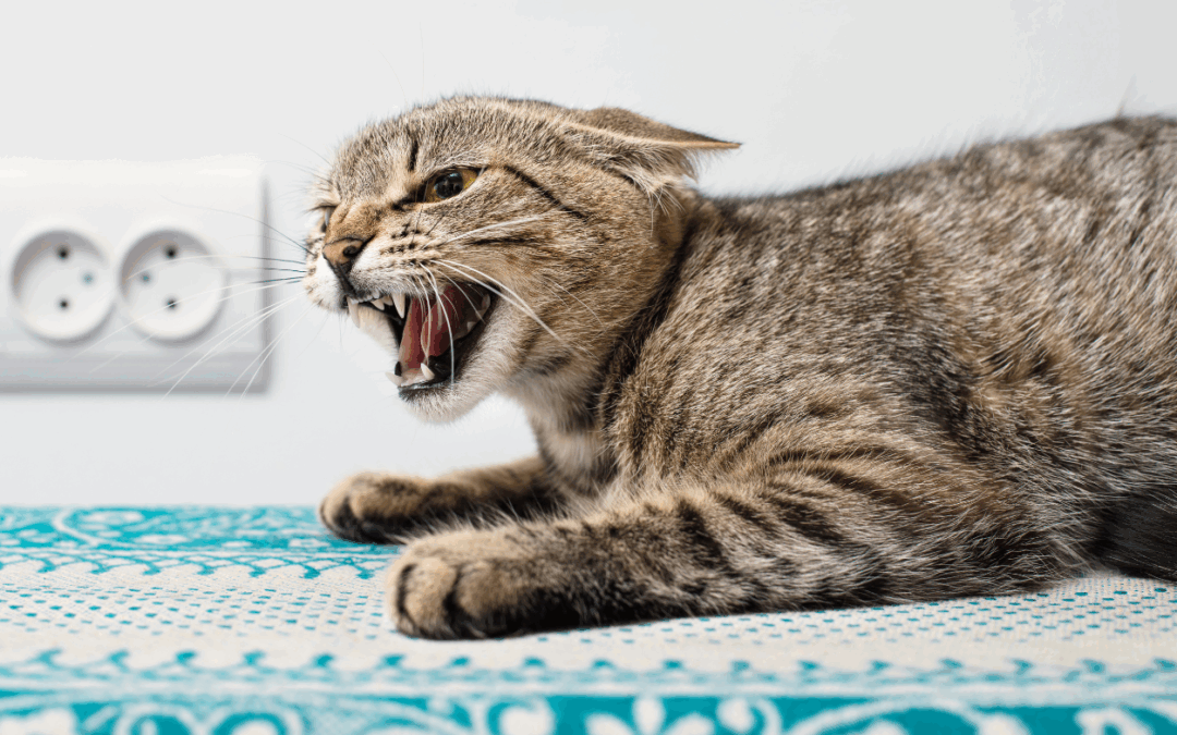 Answers For The 7 Most Common Cat Behavior Problems
