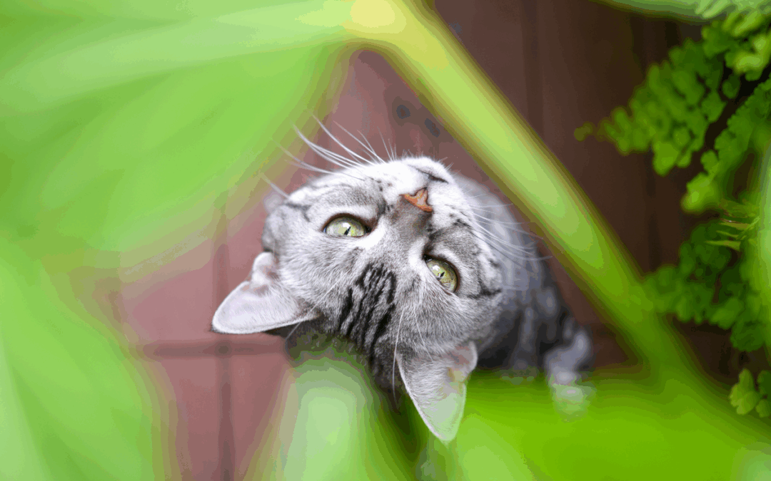 The Benefits Of Herbs For Cats