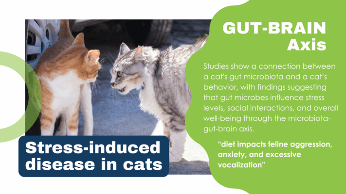 why cats need a better diet for better behavior