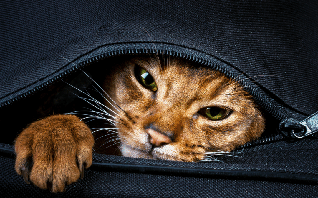 Why Cats Develop Painful Urinary Problems – And How to Prevent the Next Emergency